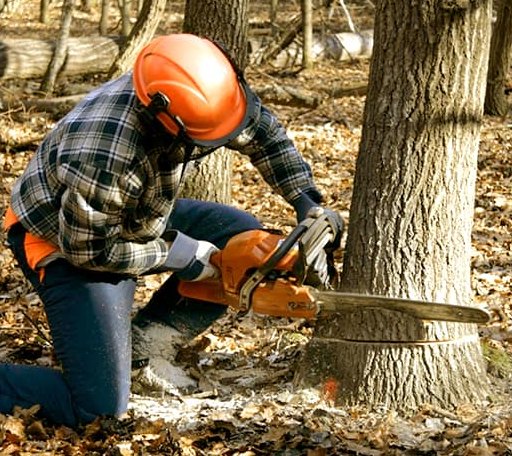 Tree Removal in Merigold, MS